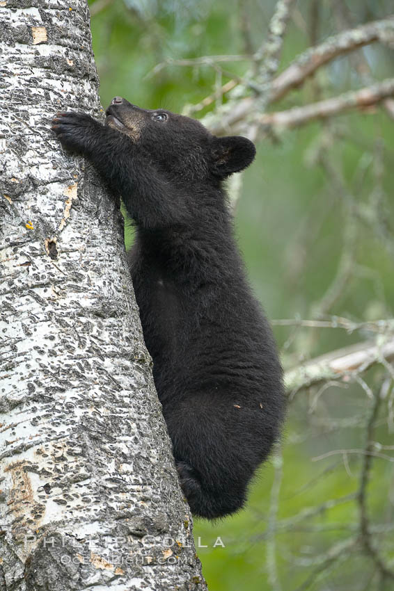 Black bear cub in a tree.  Mother bears will often send their cubs up into the safety of a tree if larger bears (who might seek to injure the cubs) are nearby.  Black bears have sharp claws and, in spite of their size, are expert tree climbers. Orr, Minnesota, USA, Ursus americanus, natural history stock photograph, photo id 18894
