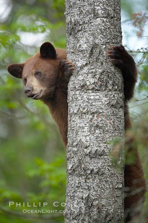 Black bear in a tree.  Black bears are expert tree climbers and will ascend trees if they sense danger or the approach of larger bears, to seek a place to rest, or to get a view of their surroundings. Orr, Minnesota, USA, Ursus americanus, natural history stock photograph, photo id 18792