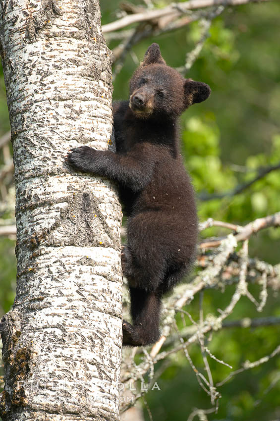 Black bear cub in a tree.  Mother bears will often send their cubs up into the safety of a tree if larger bears (who might seek to injure the cubs) are nearby.  Black bears have sharp claws and, in spite of their size, are expert tree climbers. Orr, Minnesota, USA, Ursus americanus, natural history stock photograph, photo id 18868