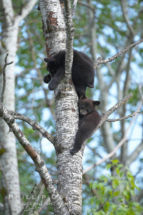 Black bear cub in a tree.  Mother bears will often send their cubs up into the safety of a tree if larger bears (who might seek to injure the cubs) are nearby.  Black bears have sharp claws and, in spite of their size, are expert tree climbers. Orr, Minnesota, USA, Ursus americanus, natural history stock photograph, photo id 18956