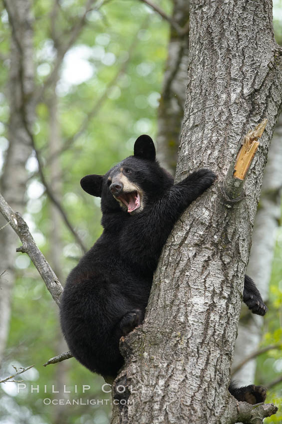 Black bear in a tree.  Black bears are expert tree climbers and will ascend trees if they sense danger or the approach of larger bears, to seek a place to rest, or to get a view of their surroundings. Orr, Minnesota, USA, Ursus americanus, natural history stock photograph, photo id 18779
