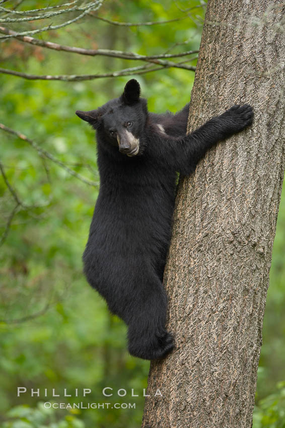 Black bear in a tree.  Black bears are expert tree climbers and will ascend trees if they sense danger or the approach of larger bears, to seek a place to rest, or to get a view of their surroundings, Ursus americanus, Orr, Minnesota