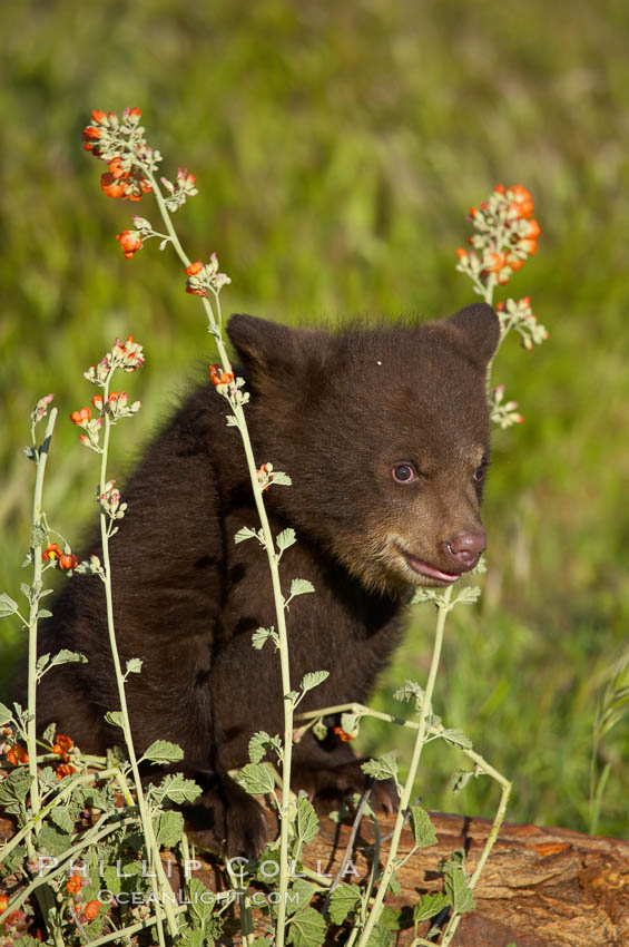 American black bear, male cub., Ursus americanus, natural history stock photograph, photo id 12266