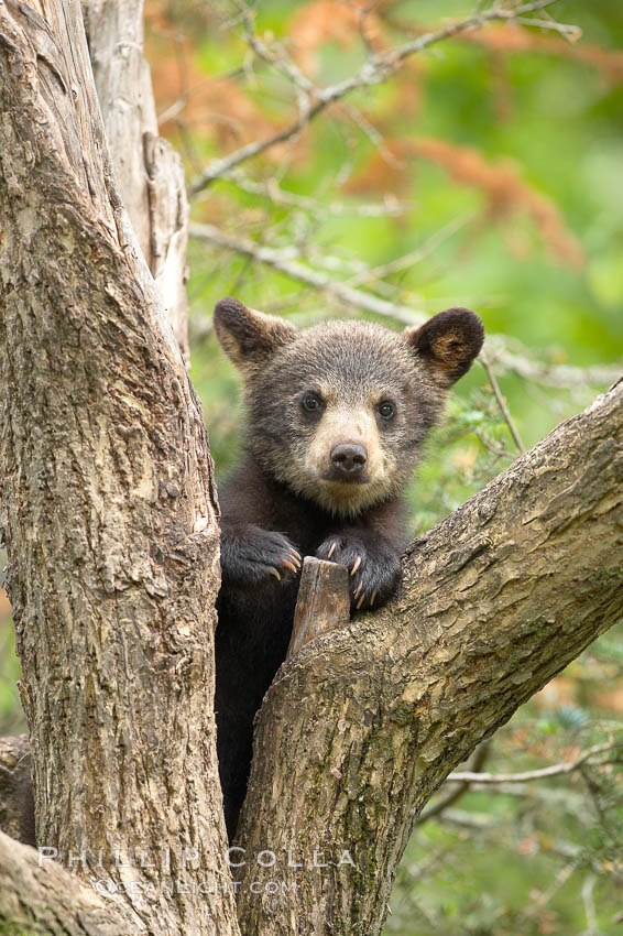 Black bear cub in a tree.  Mother bears will often send their cubs up into the safety of a tree if larger bears (who might seek to injure the cubs) are nearby.  Black bears have sharp claws and, in spite of their size, are expert tree climbers. Orr, Minnesota, USA, Ursus americanus, natural history stock photograph, photo id 18746