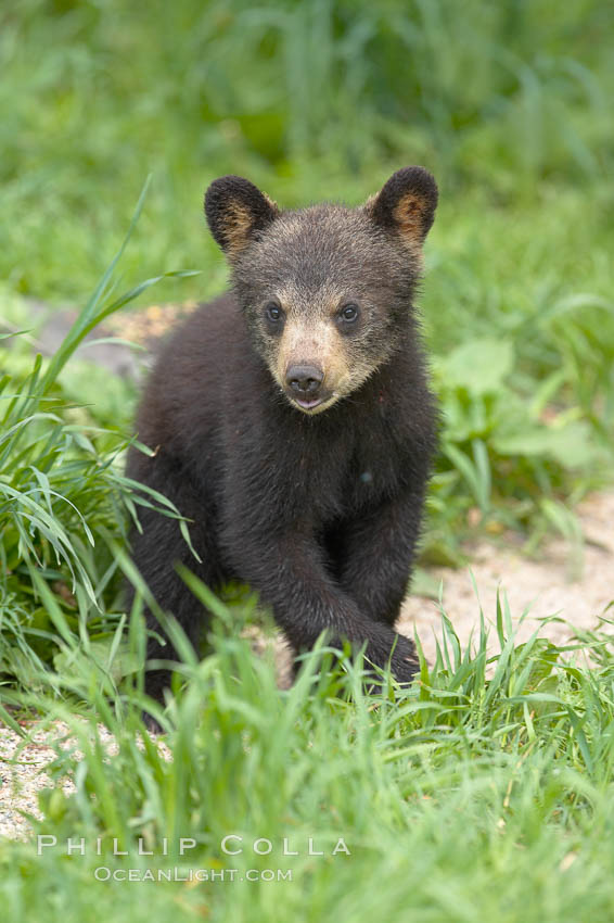Black bear cub.  Black bear cubs are typically born in January or February, weighing less than one pound at birth.  Cubs are weaned between July and September and remain with their mother until the next winter. Orr, Minnesota, USA, Ursus americanus, natural history stock photograph, photo id 18794