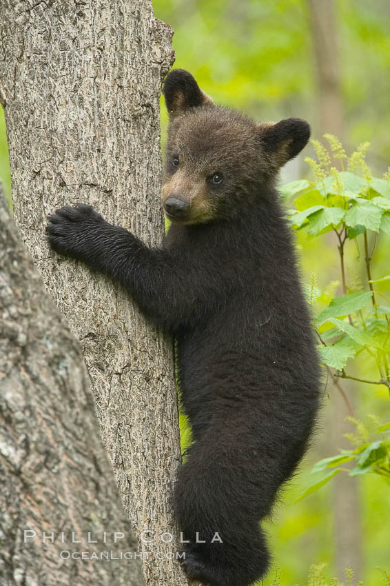Black bear cub in a tree.  Mother bears will often send their cubs up into the safety of a tree if larger bears (who might seek to injure the cubs) are nearby.  Black bears have sharp claws and, in spite of their size, are expert tree climbers. Orr, Minnesota, USA, Ursus americanus, natural history stock photograph, photo id 18822