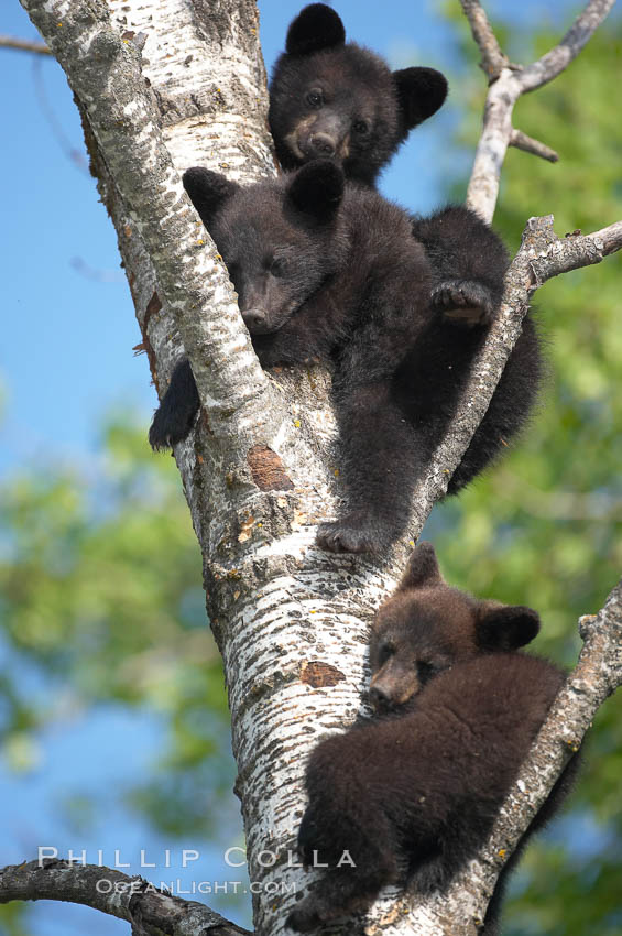 Black bear cub in a tree.  Mother bears will often send their cubs up into the safety of a tree if larger bears (who might seek to injure the cubs) are nearby.  Black bears have sharp claws and, in spite of their size, are expert tree climbers. Orr, Minnesota, USA, Ursus americanus, natural history stock photograph, photo id 18850