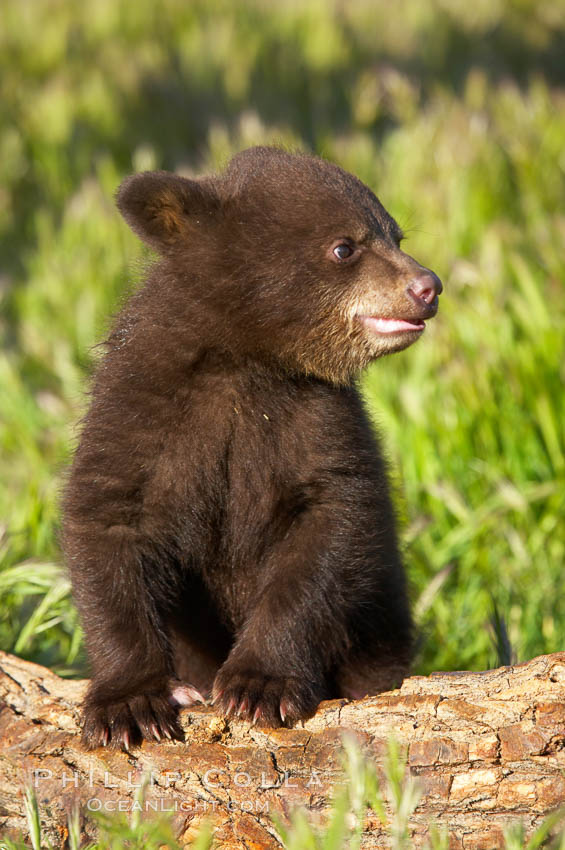 American black bear, male cub., Ursus americanus, natural history stock photograph, photo id 12256