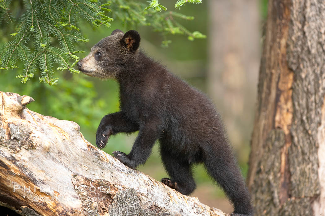Black bear cub.  Black bear cubs are typically born in January or February, weighing less than one pound at birth.  Cubs are weaned between July and September and remain with their mother until the next winter. Orr, Minnesota, USA, Ursus americanus, natural history stock photograph, photo id 18752