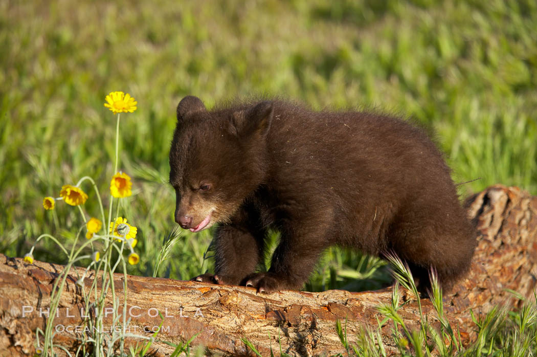 American black bear, male cub., Ursus americanus, natural history stock photograph, photo id 12259