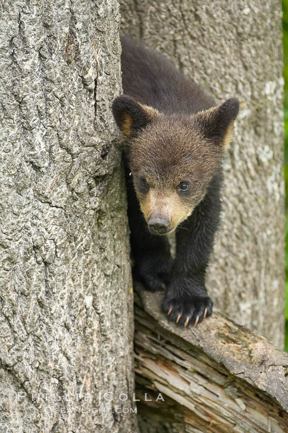 Black bear cub in a tree.  Mother bears will often send their cubs up into the safety of a tree if larger bears (who might seek to injure the cubs) are nearby.  Black bears have sharp claws and, in spite of their size, are expert tree climbers. Orr, Minnesota, USA, Ursus americanus, natural history stock photograph, photo id 18787