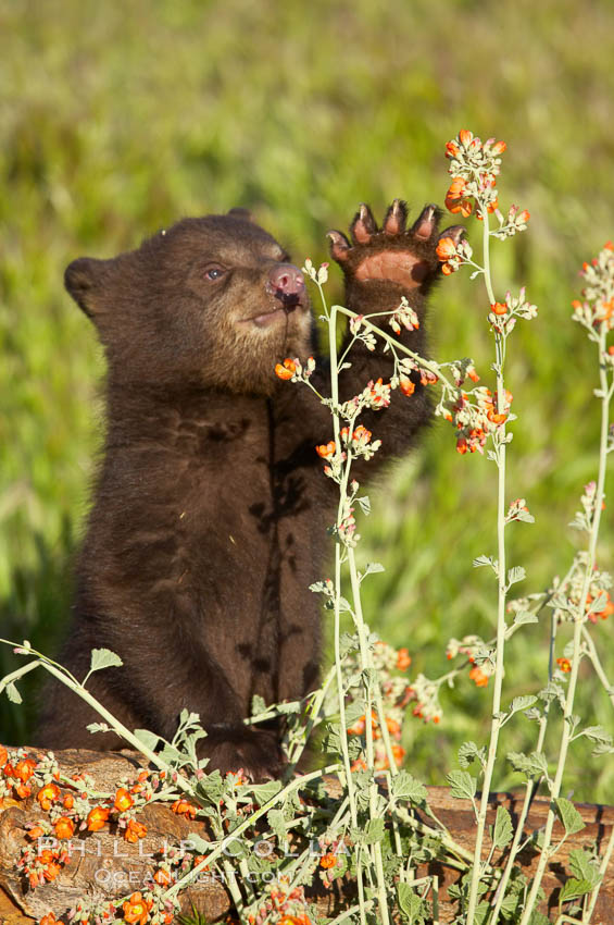 American black bear, male cub., Ursus americanus, natural history stock photograph, photo id 12241
