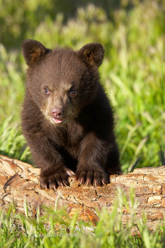 American black bear, male cub., Ursus americanus, natural history stock photograph, photo id 12273