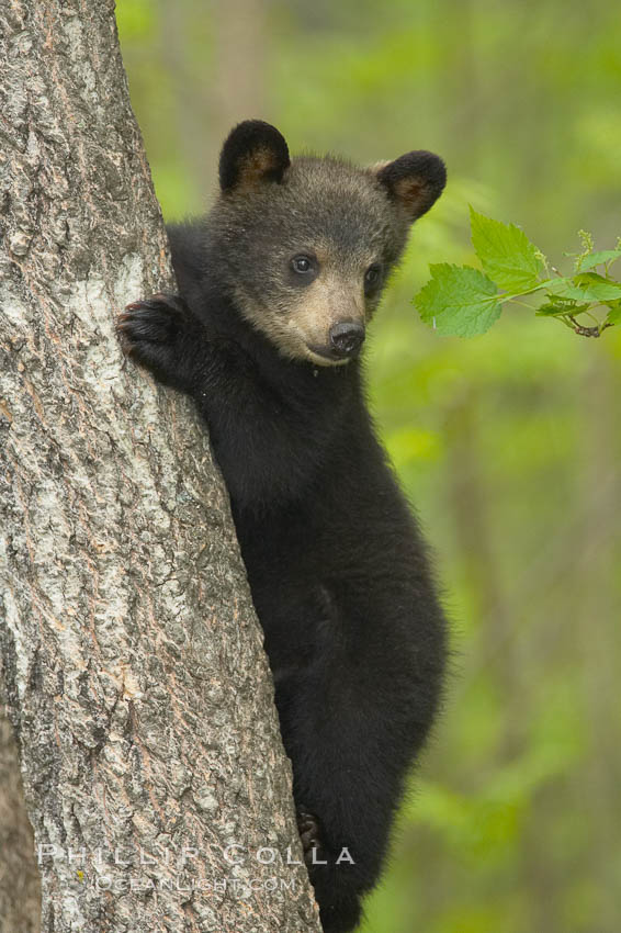 Black bear cub in a tree.  Mother bears will often send their cubs up into the safety of a tree if larger bears (who might seek to injure the cubs) are nearby.  Black bears have sharp claws and, in spite of their size, are expert tree climbers. Orr, Minnesota, USA, Ursus americanus, natural history stock photograph, photo id 18821