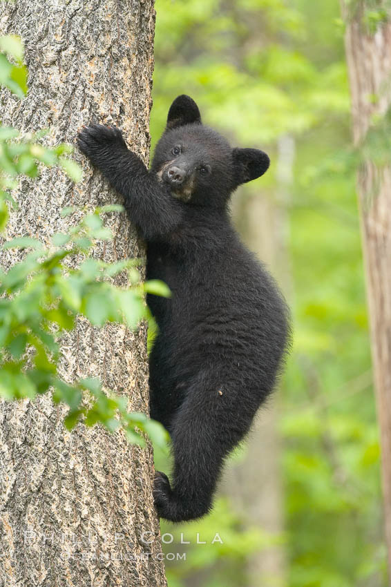 Black bear cub in a tree.  Mother bears will often send their cubs up into the safety of a tree if larger bears (who might seek to injure the cubs) are nearby.  Black bears have sharp claws and, in spite of their size, are expert tree climbers. Orr, Minnesota, USA, Ursus americanus, natural history stock photograph, photo id 18837