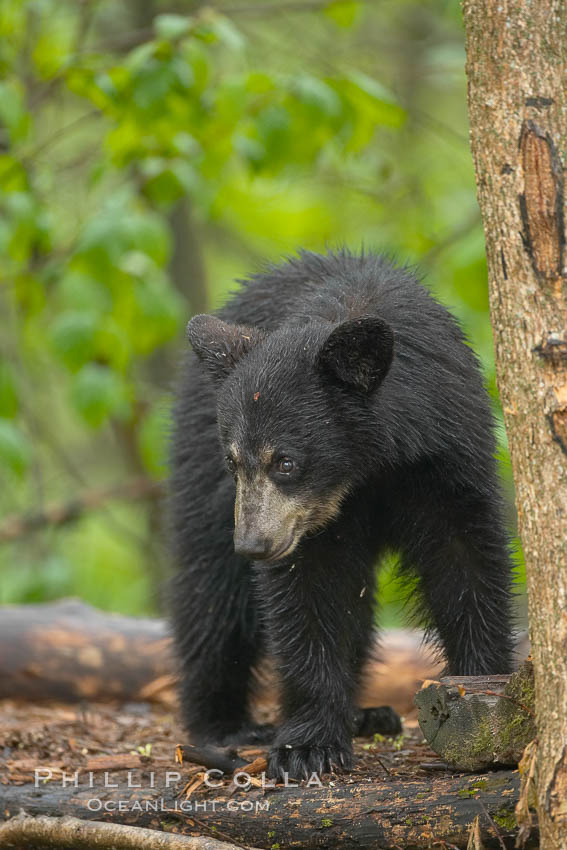 Black bear walking in a forest.  Black bears can live 25 years or more, and range in color from deepest black to chocolate and cinnamon brown.  Adult males typically weigh up to 600 pounds.  Adult females weight up to 400 pounds and reach sexual maturity at 3 or 4 years of age.  Adults stand about 3' tall at the shoulder. Orr, Minnesota, USA, Ursus americanus, natural history stock photograph, photo id 18870