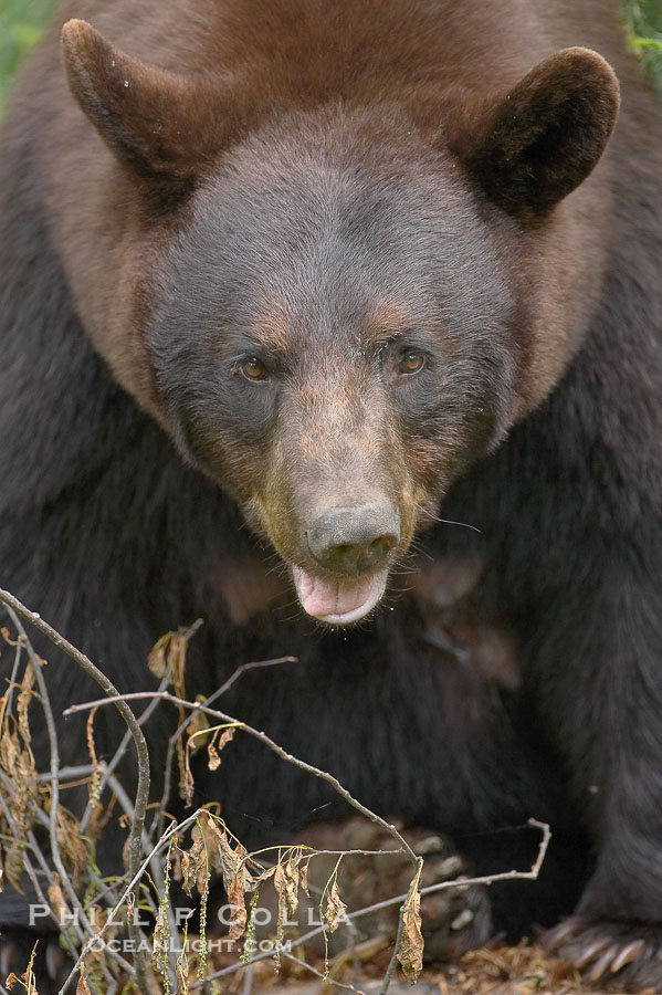 Black bear portrait.  American black bears range in color from deepest black to chocolate and cinnamon brown.  They prefer forested and meadow environments. This bear still has its thick, full winter coat, which will be shed soon with the approach of summer., Ursus americanus, natural history stock photograph, photo id 18942