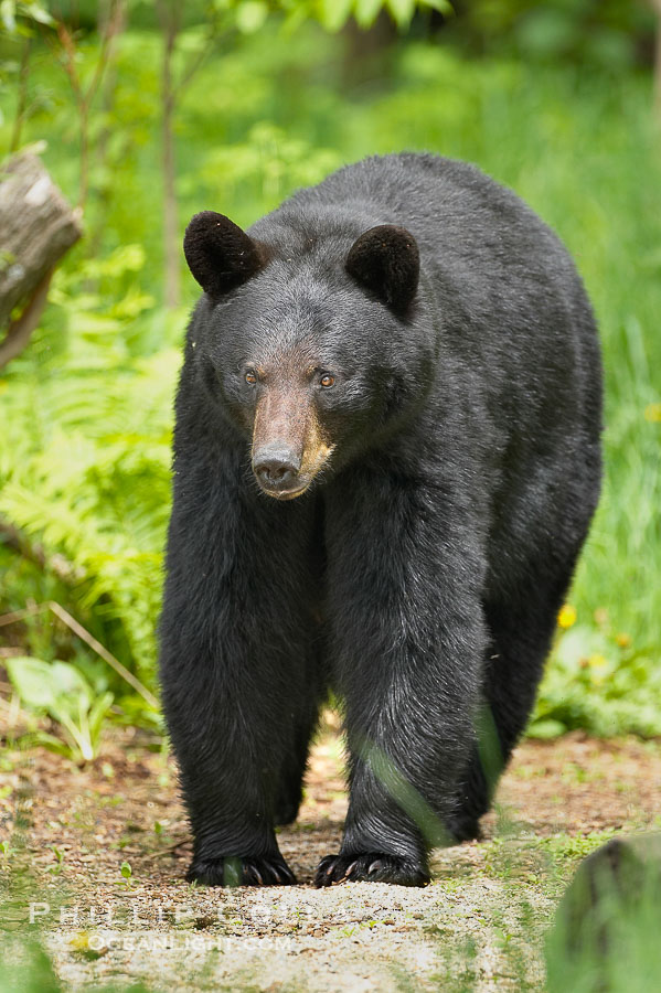 Black bear walking in a forest.  Black bears can live 25 years or more, and range in color from deepest black to chocolate and cinnamon brown.  Adult males typically weigh up to 600 pounds.  Adult females weight up to 400 pounds and reach sexual maturity at 3 or 4 years of age.  Adults stand about 3' tall at the shoulder., Ursus americanus, natural history stock photograph, photo id 18950
