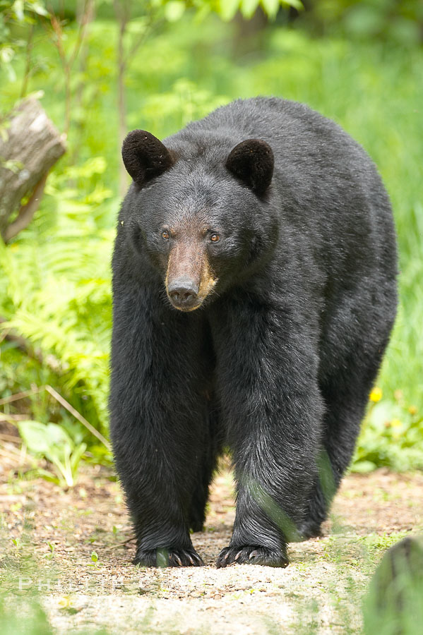 Black bear walking in a forest.  Black bears can live 25 years or more, and range in color from deepest black to chocolate and cinnamon brown.  Adult males typically weigh up to 600 pounds.  Adult females weight up to 400 pounds and reach sexual maturity at 3 or 4 years of age.  Adults stand about 3' tall at the shoulder., Ursus americanus, natural history stock photograph, photo id 18880