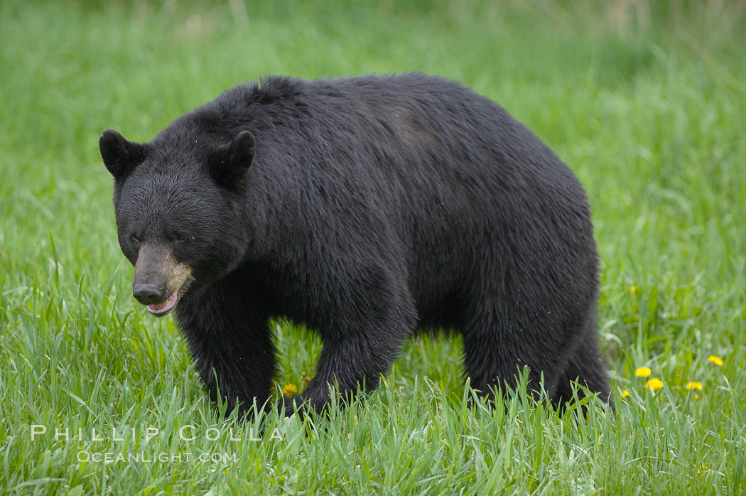 Black bear walking in a grassy meadow.  Black bears can live 25 years or more, and range in color from deepest black to chocolate and cinnamon brown.  Adult males typically weigh up to 600 pounds.  Adult females weight up to 400 pounds and reach sexual maturity at 3 or 4 years of age.  Adults stand about 3' tall at the shoulder. Orr, Minnesota, USA, Ursus americanus, natural history stock photograph, photo id 18884