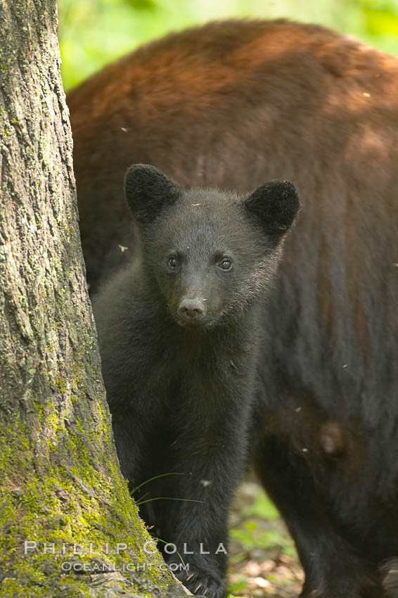 Black bear cub.  Black bear cubs are typically born in January or February, weighing less than one pound at birth.  Cubs are weaned between July and September and remain with their mother until the next winter. Orr, Minnesota, USA, Ursus americanus, natural history stock photograph, photo id 18879