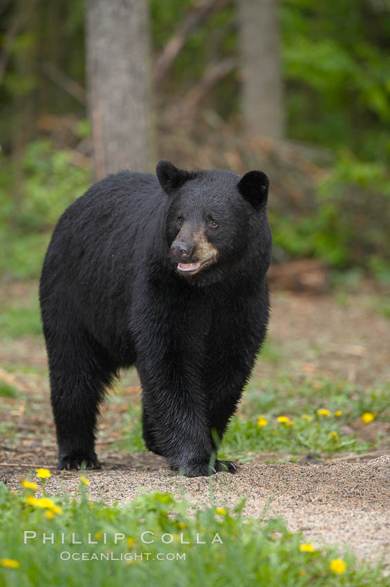 Black bear walking in a forest.  Black bears can live 25 years or more, and range in color from deepest black to chocolate and cinnamon brown.  Adult males typically weigh up to 600 pounds.  Adult females weight up to 400 pounds and reach sexual maturity at 3 or 4 years of age.  Adults stand about 3' tall at the shoulder. Orr, Minnesota, USA, Ursus americanus, natural history stock photograph, photo id 18899