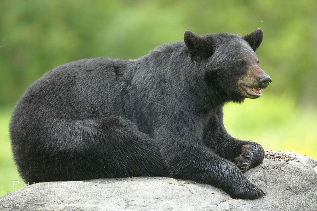 Black bear on granite rock.   This bear still has its thick, full winter coat, which will be shed soon with the approach of summer. Orr, Minnesota, USA, Ursus americanus, natural history stock photograph, photo id 18826