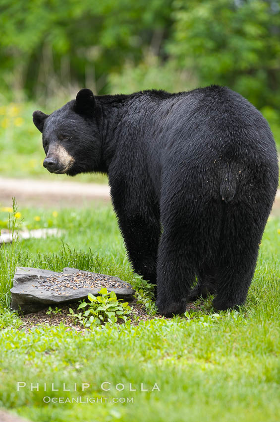 American black bear in grassy meadow. Orr, Minnesota, USA, Ursus americanus, natural history stock photograph, photo id 18866