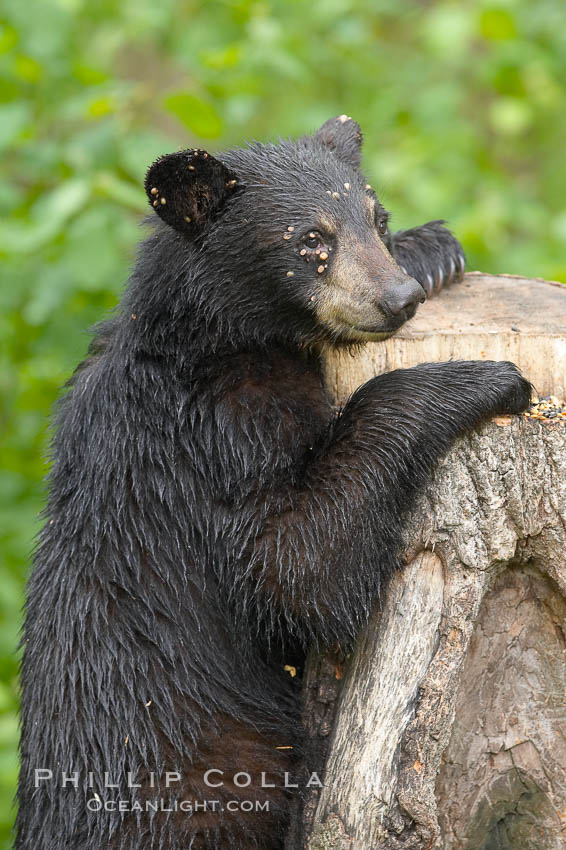 This yearling black bear is suffering from female ticks, seen on the bear's face and ears.  The ticks are acquired in brush and deep grass.   They will often gravitate to the eyes and ears where they will latch on and become engorged with blood. Orr, Minnesota, USA, Ursus americanus, natural history stock photograph, photo id 18820