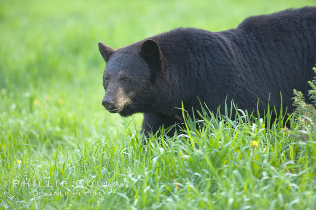 American black bear in grassy meadow. Orr, Minnesota, USA, Ursus americanus, natural history stock photograph, photo id 18844