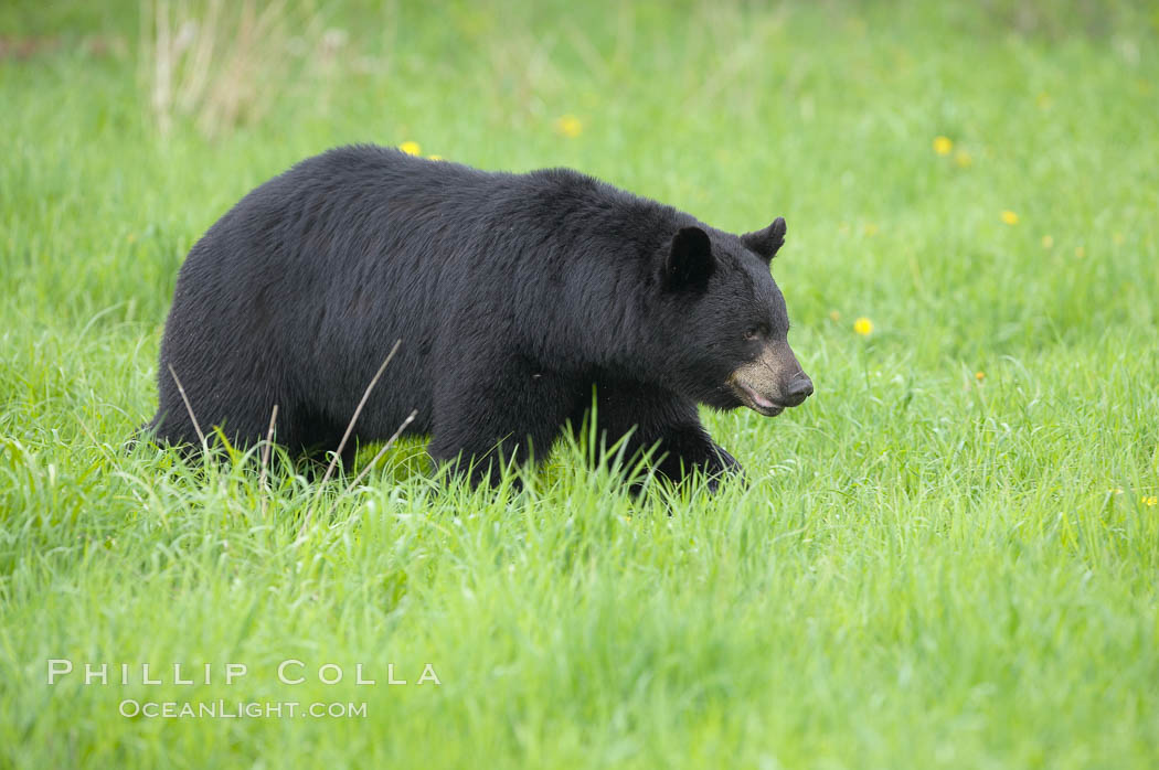 Black bear walking in a grassy meadow.  Black bears can live 25 years or more, and range in color from deepest black to chocolate and cinnamon brown.  Adult males typically weigh up to 600 pounds.  Adult females weight up to 400 pounds and reach sexual maturity at 3 or 4 years of age.  Adults stand about 3' tall at the shoulder. Orr, Minnesota, USA, Ursus americanus, natural history stock photograph, photo id 18848