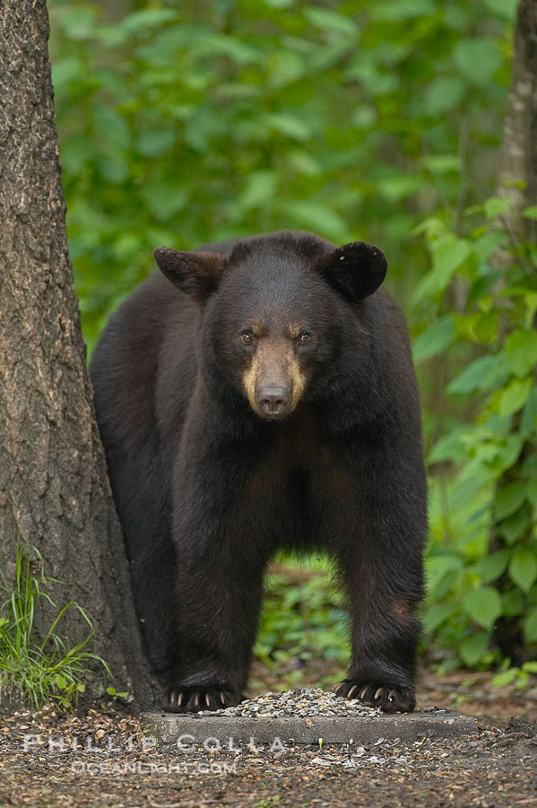 American black bear, cinnamon brown coloration, in forest., Ursus americanus, natural history stock photograph, photo id 18860