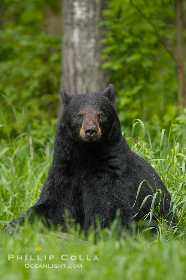 Black bear portrait sitting in long grass.  This bear still has its thick, full winter coat, which will be shed soon with the approach of summer.  Black bears are omnivores and will find several foods to their liking in meadows, including grasses, herbs, fruits, and insects., Ursus americanus, natural history stock photograph, photo id 18864