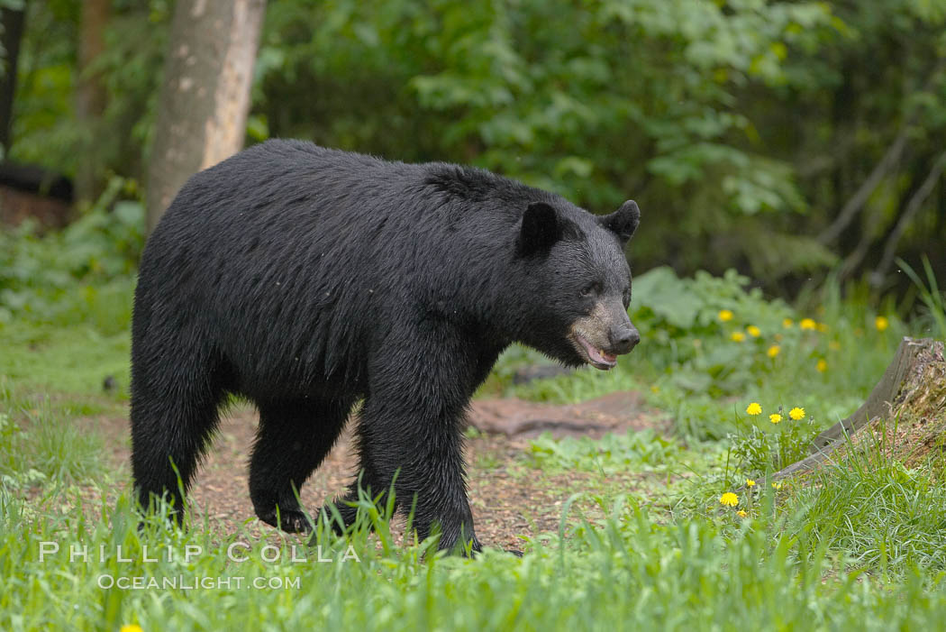 Black bear in profile.  This bear still has its thick, full winter coat, which will be shed soon with the approach of summer. Orr, Minnesota, USA, Ursus americanus, natural history stock photograph, photo id 18819