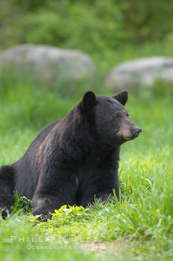 Black bear portrait sitting in long grass.  This bear still has its thick, full winter coat, which will be shed soon with the approach of summer.  Black bears are omnivores and will find several foods to their liking in meadows, including grasses, herbs, fruits, and insects. Orr, Minnesota, USA, Ursus americanus, natural history stock photograph, photo id 18847