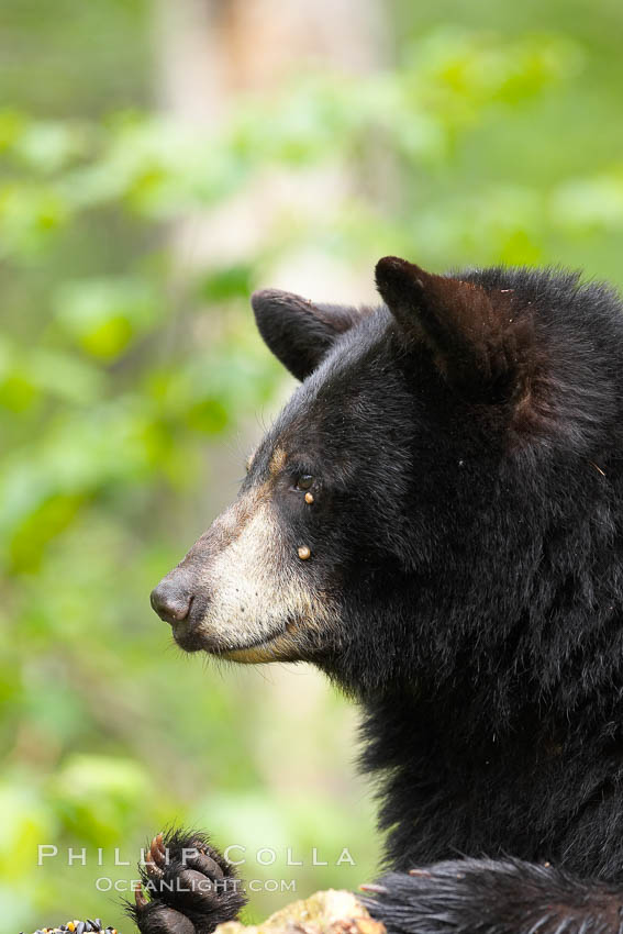 Black bear portrait.  American black bears range in color from deepest black to chocolate and cinnamon brown.  They prefer forested and meadow environments. This bear still has its thick, full winter coat, which will be shed soon with the approach of summer. Orr, Minnesota, USA, Ursus americanus, natural history stock photograph, photo id 18855