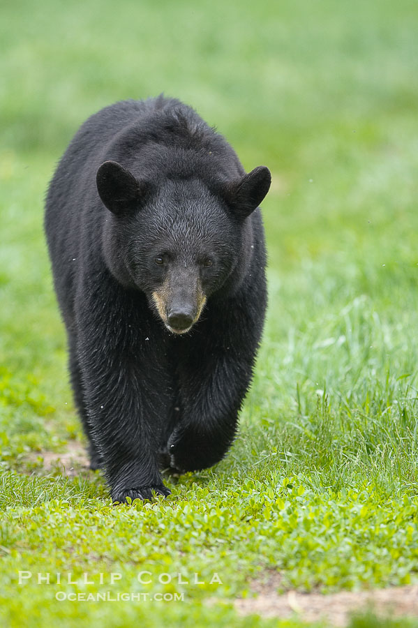 Black bear walking in a grassy meadow.  Black bears can live 25 years or more, and range in color from deepest black to chocolate and cinnamon brown.  Adult males typically weigh up to 600 pounds.  Adult females weight up to 400 pounds and reach sexual maturity at 3 or 4 years of age.  Adults stand about 3' tall at the shoulder., Ursus americanus, natural history stock photograph, photo id 18863