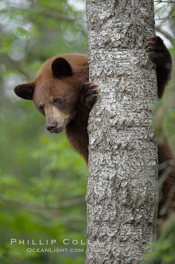 Black bear in a tree.  Black bears are expert tree climbers and will ascend trees if they sense danger or the approach of larger bears, to seek a place to rest, or to get a view of their surroundings. Orr, Minnesota, USA, Ursus americanus, natural history stock photograph, photo id 18867