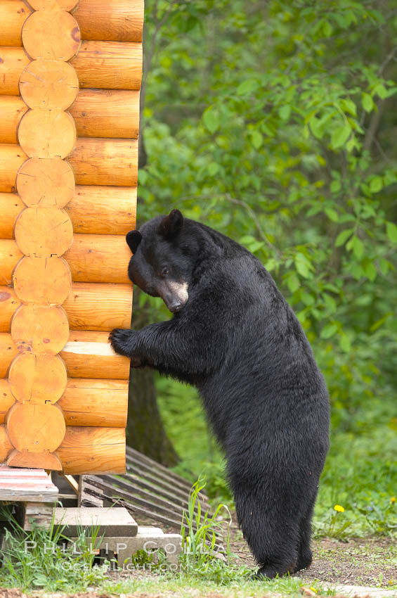 Black bear scratches an itch by rubbing against a log cabin. Orr, Minnesota, USA, Ursus americanus, natural history stock photograph, photo id 18825