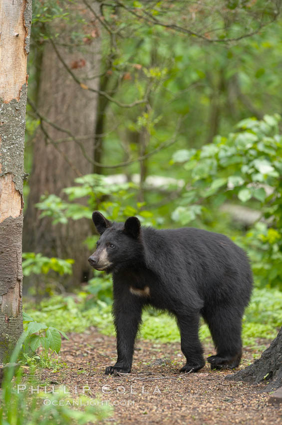 Black bear walking in a forest.  Black bears can live 25 years or more, and range in color from deepest black to chocolate and cinnamon brown.  Adult males typically weigh up to 600 pounds.  Adult females weight up to 400 pounds and reach sexual maturity at 3 or 4 years of age.  Adults stand about 3' tall at the shoulder. Orr, Minnesota, USA, Ursus americanus, natural history stock photograph, photo id 18857