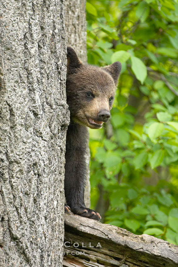 Black bear cub in a tree.  Mother bears will often send their cubs up into the safety of a tree if larger bears (who might seek to injure the cubs) are nearby.  Black bears have sharp claws and, in spite of their size, are expert tree climbers. Orr, Minnesota, USA, Ursus americanus, natural history stock photograph, photo id 18861