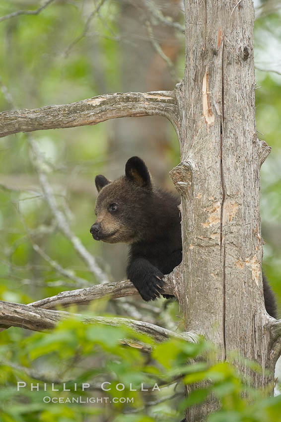 Black bear cub in a tree.  Mother bears will often send their cubs up into the safety of a tree if larger bears (who might seek to injure the cubs) are nearby.  Black bears have sharp claws and, in spite of their size, are expert tree climbers. Orr, Minnesota, USA, Ursus americanus, natural history stock photograph, photo id 18865