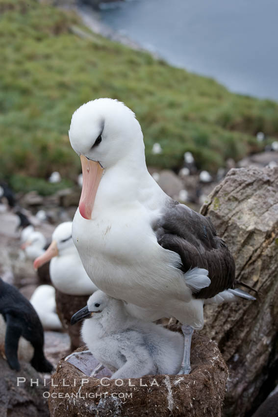 Black-browed albatross, adult on nest with chick. Westpoint Island, Falkland Islands, United Kingdom, Thalassarche melanophrys, natural history stock photograph, photo id 23946