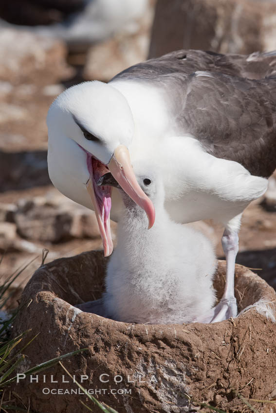 Black-browed albatross, feeding its chick on the nest by regurgitating food it was swallowed while foraging at sea, Steeple Jason Island breeding colony.  The single egg is laid in September or October.  Incubation takes 68 to 71 days, after which the chick is tended alternately by both adults until it fledges about 120 days later. Falkland Islands, United Kingdom, Thalassarche melanophrys, natural history stock photograph, photo id 24254