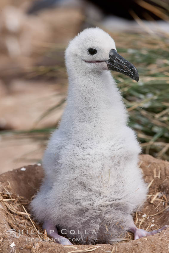 Black-browed albatross chick on its nest, Steeple Jason Island breeding colony.  The single egg is laid in September or October.  Incubation takes 68 to 71 days, after which the chick is tended alternately by both adults until it fledges about 120 days later. Falkland Islands, United Kingdom, Thalassarche melanophrys, natural history stock photograph, photo id 24152