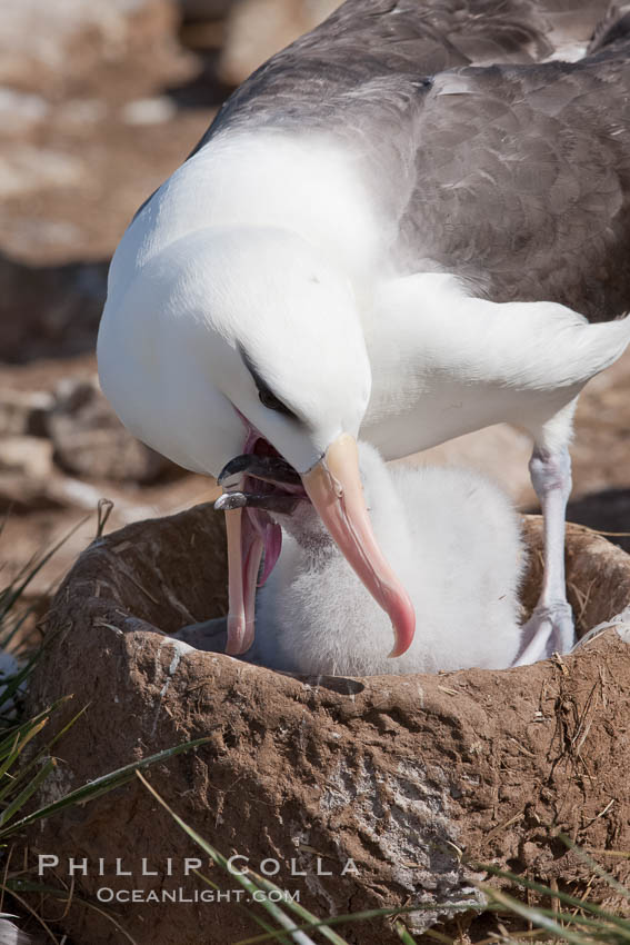 Black-browed albatross, feeding its chick on the nest by regurgitating food it was swallowed while foraging at sea, Steeple Jason Island breeding colony.  The single egg is laid in September or October.  Incubation takes 68 to 71 days, after which the chick is tended alternately by both adults until it fledges about 120 days later. Falkland Islands, United Kingdom, Thalassarche melanophrys, natural history stock photograph, photo id 24256
