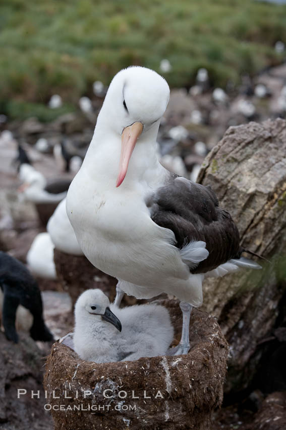 Black-browed albatross, adult on nest with chick. Westpoint Island, Falkland Islands, United Kingdom, Thalassarche melanophrys, natural history stock photograph, photo id 23945