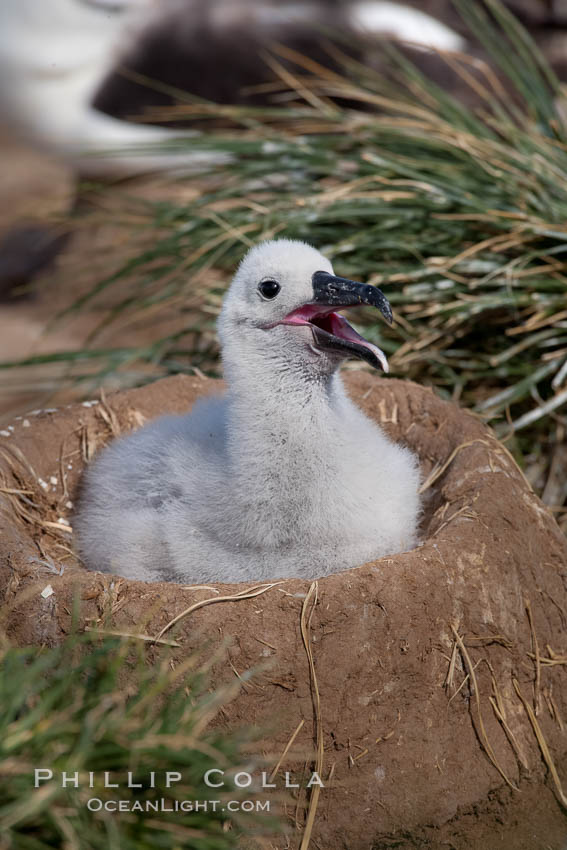 Black-browed albatross chick on its nest, Steeple Jason Island breeding colony.  The single egg is laid in September or October.  Incubation takes 68 to 71 days, after which the chick is tended alternately by both adults until it fledges about 120 days later. Falkland Islands, United Kingdom, Thalassarche melanophrys, natural history stock photograph, photo id 24261