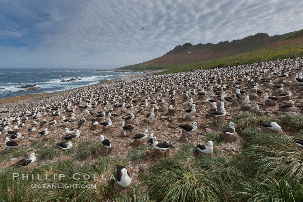 Black-browed albatross colony on Steeple Jason Island in the Falklands.  This is the largest breeding colony of black-browed albatrosses in the world, numbering in the hundreds of thousands of breeding pairs.  The albatrosses lay eggs in September and October, and tend a single chick that will fledge in about 120 days. Falkland Islands, United Kingdom, Thalassarche melanophrys, natural history stock photograph, photo id 24078