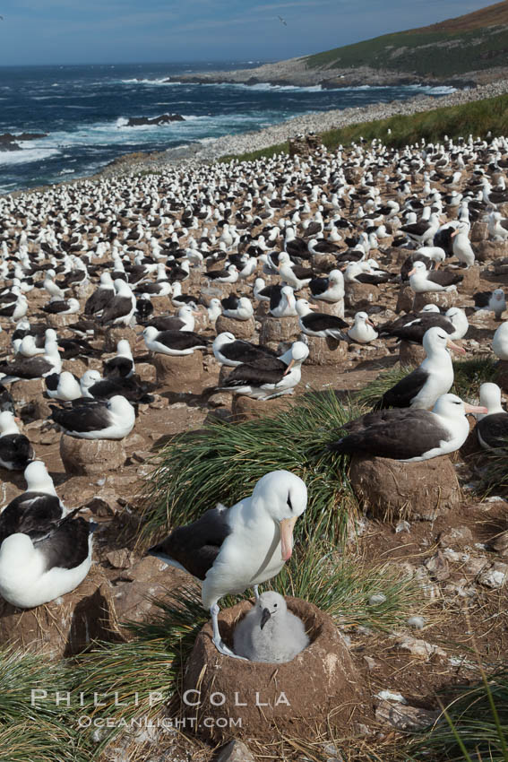 Black-browed albatross colony on Steeple Jason Island in the Falklands.  This is the largest breeding colony of black-browed albatrosses in the world, numbering in the hundreds of thousands of breeding pairs.  The albatrosses lay eggs in September and October, and tend a single chick that will fledge in about 120 days. Falkland Islands, United Kingdom, Thalassarche melanophrys, natural history stock photograph, photo id 24122